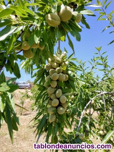 Venta de huerta  rustica