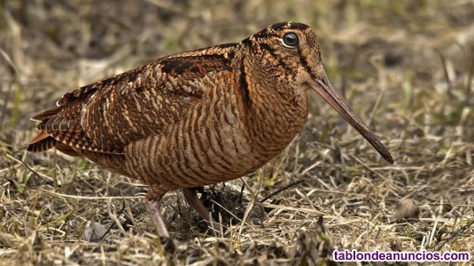 Caza de becada en exclusiva