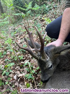 Rececho de corzo sin l�mite de puntos