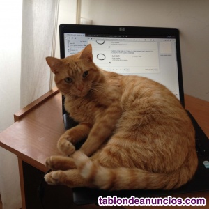 Doy clases  particulares , individuales,de refuerzo escolar en Vigo