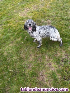 Se regala setter ingl�s de 4 a�os