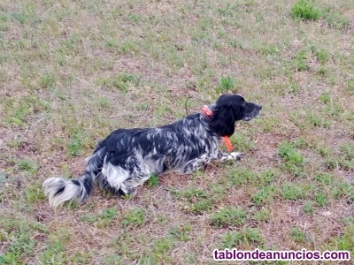 Se cede setter ingles