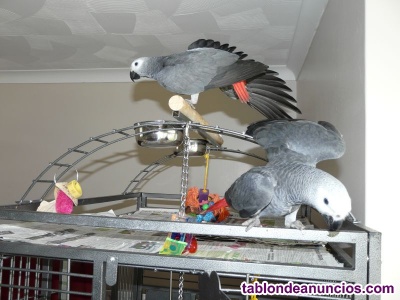 Adopcion! loros de yaco