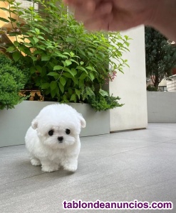 Adopcion! cachorros de bichon maltes