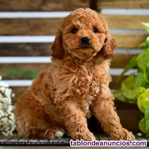 (REGALO) Caniche Toy Rojo; 649-979-850