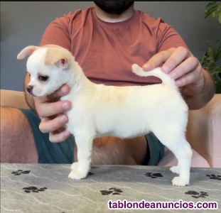 REGALO: Preciosos Cachorros De Chihuahua-; 613-466--679