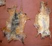 Fotos del anuncio: Papiros naturales de piel de conejo