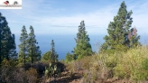 49 Vende terreno rústico en Tijarafe la Palma islas Canarias España