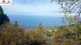 Fotos del anuncio: 49 Vende terreno rústico en Tijarafe la Palma islas Canarias España