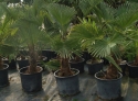 Fotos del anuncio: Vivero de palmeras en liquidación
