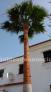 Fotos del anuncio: Poda árboles y palmeras - Mantenimiento de jardines - endoterapia
