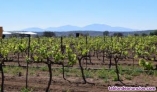 Fotos del anuncio: Finca de viñedos olivares y algorrobos
