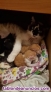 Fotos del anuncio: Preciosos gatitos en adopcin