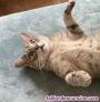 Fotos del anuncio: Preciosos gatitos en adopcin