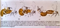 Fotos del anuncio: Núcleos de abejas