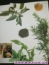 Fotos del anuncio: Los secretod de las plantas