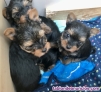 Yorkshire cachorros