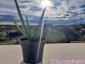 Fotos del anuncio: Venta Plantas de Aloe Vera Natural