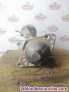 Fotos del anuncio: Motor de arranque renault mascott opel movano