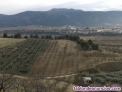 Vendo secano plantado de almendros