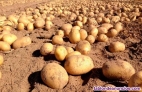 Fotos del anuncio: Patatas pataticas patatonas