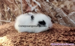 Fotos del anuncio: Se venden crías de conejito de raza angora mini