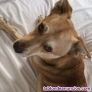 Pido donativos para mi perro mel
