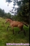Vendo o cambio potra lusitana baya de 16 meses