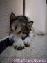 Canguro de Perros