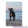 Fotos del anuncio: American pitbull terrier