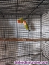 Fotos del anuncio: Agapornis rosicolis