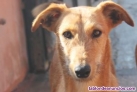 Anub podenco joven en adopcion