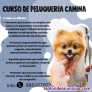 Curso de peluquera canina en Vigo 