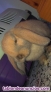 Fotos del anuncio: Vendo conejo belier 