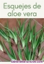 OFERTA Esquejes Aloe Vera Medicinal y Belleza