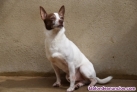 Kyo perrito bodeguero en adopcion