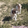 Cachorras pachon Navarro 