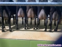 Fotos del anuncio: Vendo cabras murcianas granadinas 