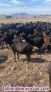 Fotos del anuncio: Vendo cabras murcianas granadinas 