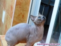 Fotos del anuncio: Monta macho Sphynx con pedigree