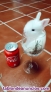 Fotos del anuncio: Conejos toy enanos