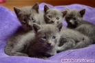 Fotos del anuncio: Gatitos azul ruso