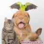 ¡GRAN OPORTUNIDAD! Ten tu propia tienda de mascotas