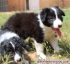 Fotos del anuncio: Cachorros Border collie