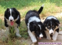 Fotos del anuncio: Cachorros Border collie