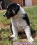 Fotos del anuncio: Cachorros Border collie