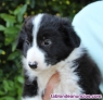 Fotos del anuncio: Cachorros Border collie