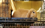 Fotos del anuncio: Conejos belier en adopción 