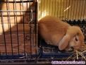 Fotos del anuncio: Conejos belier en adopcin 
