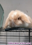 Fotos del anuncio: Conejos belier en adopción 